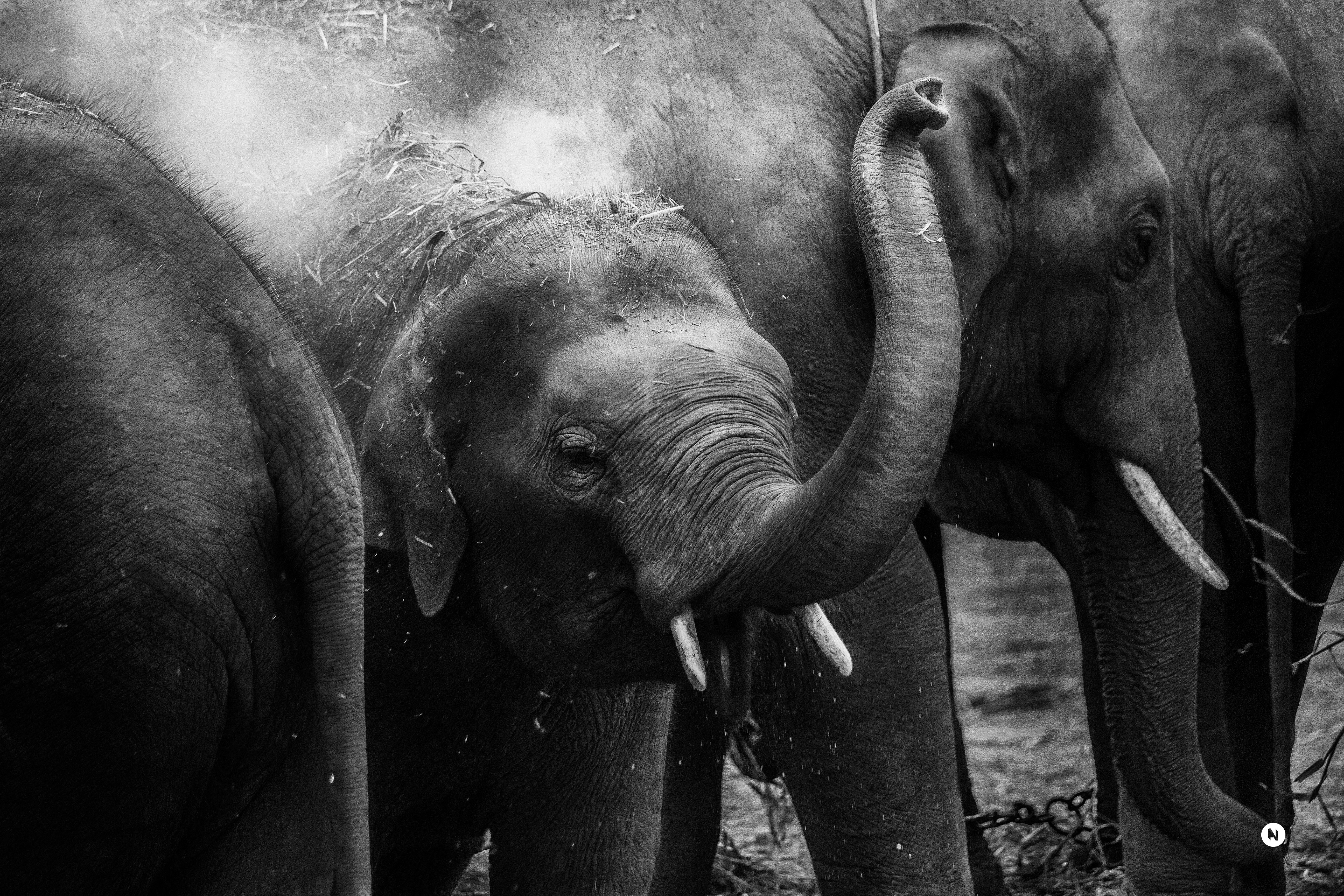 grayscale photo of elephants